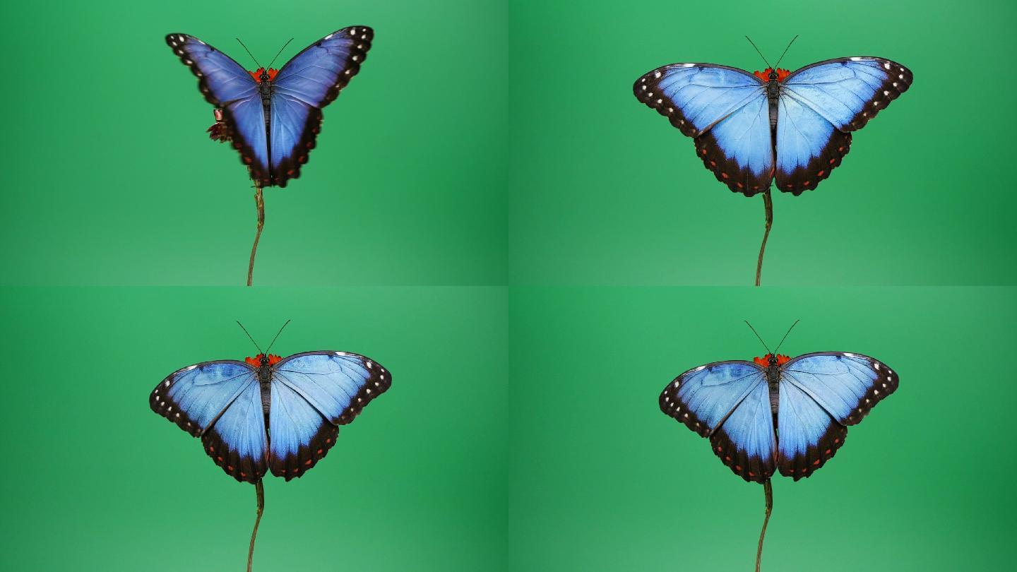 蓝色形态蝴蝶生物学动物行为极美蝴蝶视频素