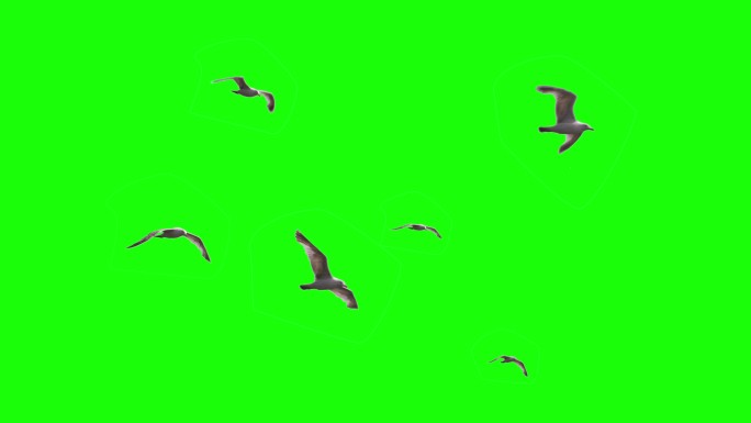 彩色键上的一群海鸥
