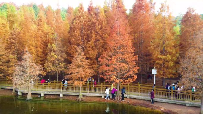 四川德阳东湖山公园水杉红树林红叶风景航拍