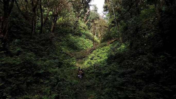 原始森林穿越