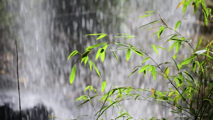 自然意境山泉瀑布滴落翠绿竹叶飘摇