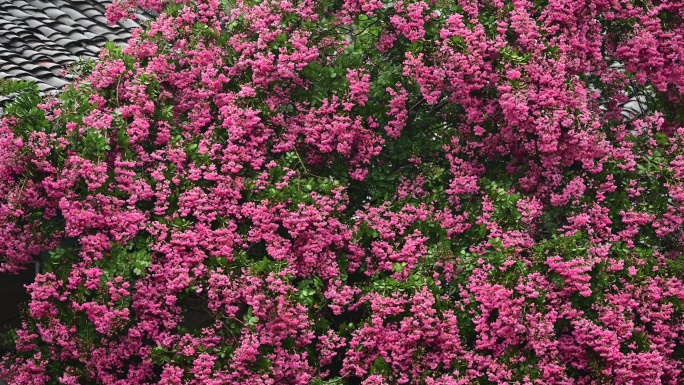 紫荆花盛开一树繁花