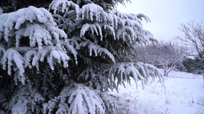 3条【升格】拍摄雪花雪中的塔松及特写