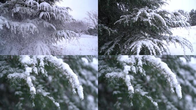 3条【升格】拍摄雪花雪中的塔松及特写