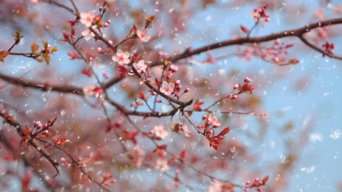 寒冬腊月、大雪纷飞、梅花盛开