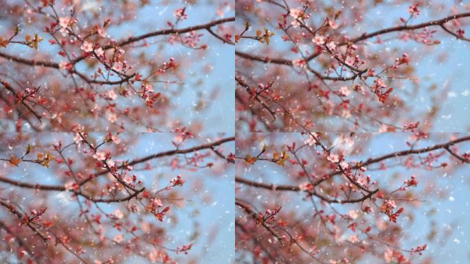 寒冬腊月、大雪纷飞、梅花盛开