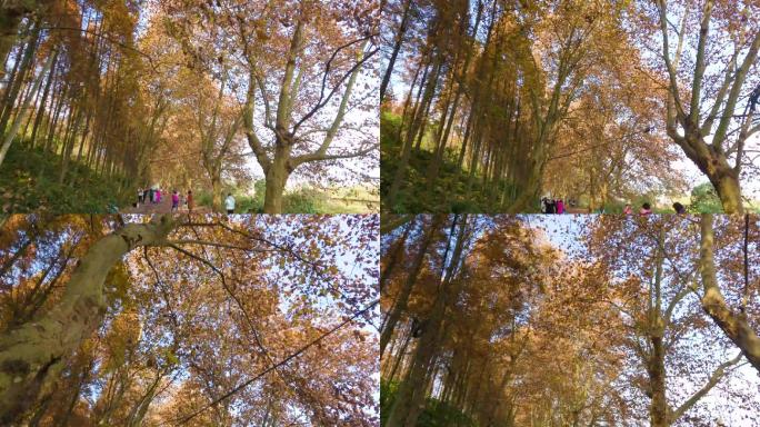 秋天红叶红树林梧桐树铁路自然风景风光