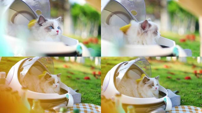 猫咪野餐户外素材