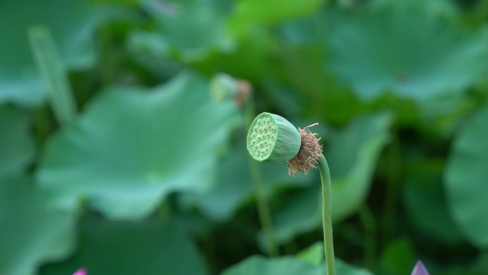 4k莲蓬升格特写