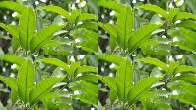 雨点落在一片新鲜的叶子上