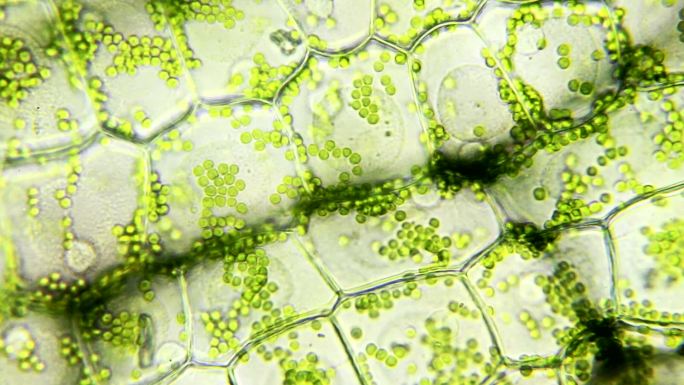 水生植物叶绿色生命生物细胞