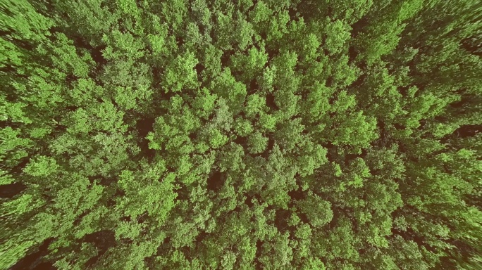 美丽的绿色森林树林风景航拍俯瞰林地林子