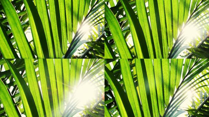 阳光穿过摇曳的棕榈叶