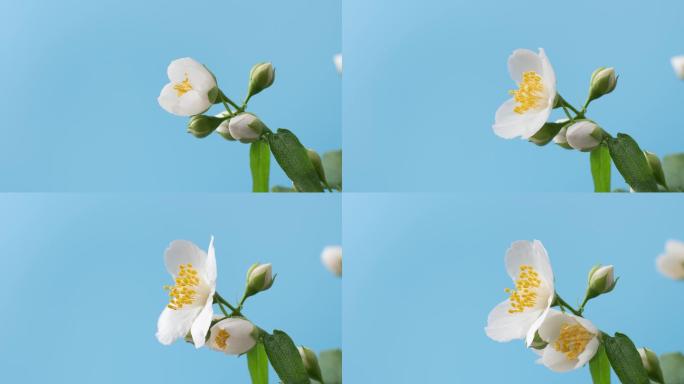 蓝色背景上绽放的白色茉莉花。
