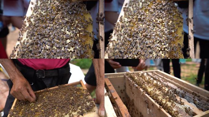 蜂王 蜜蜂 蜂蜜 蜂巢