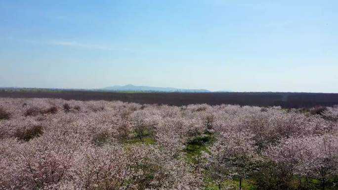 樱花烂漫春回大地枫彩苗木基地南京六合冶山