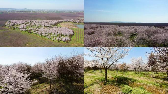 樱花烂漫春回大地枫彩苗木基地南京六合冶山