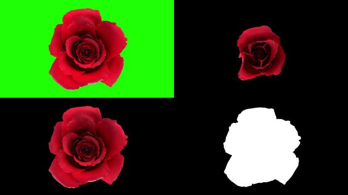 绽放的红色玫瑰花花艺展示玫瑰养护鲜艳色彩