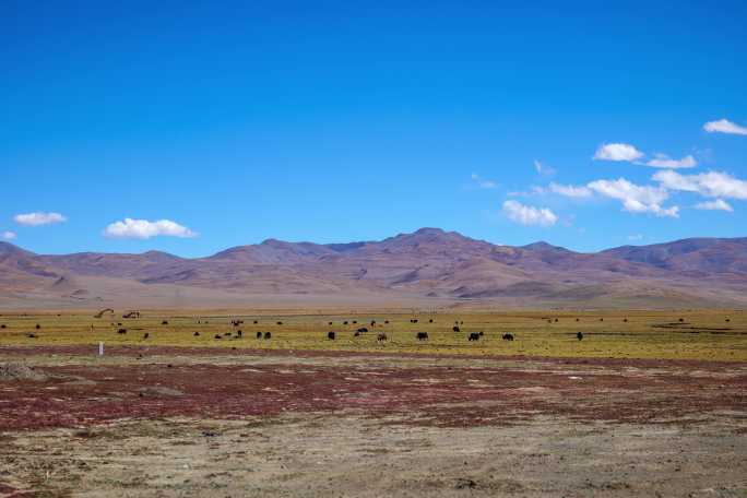 西藏草地雪山牛羊延时
