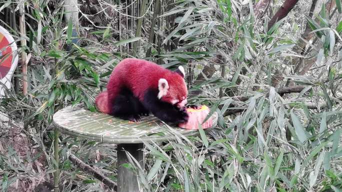 小熊猫吃南瓜