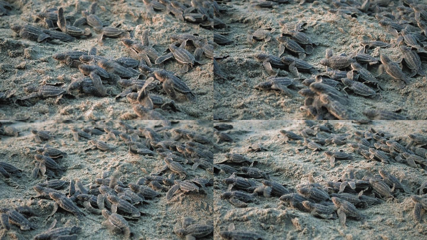从海滩上俯瞰刚孵化的棱皮龟