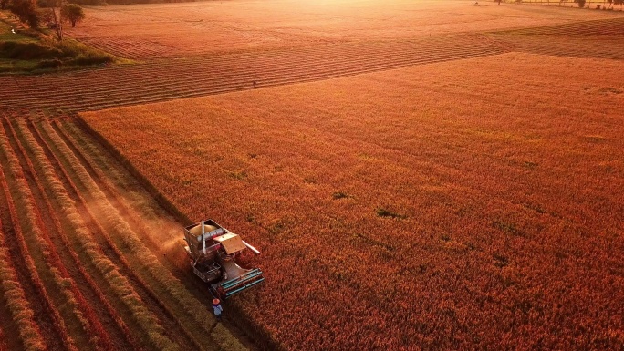 日落时在稻田收割的联合收割机鸟瞰图