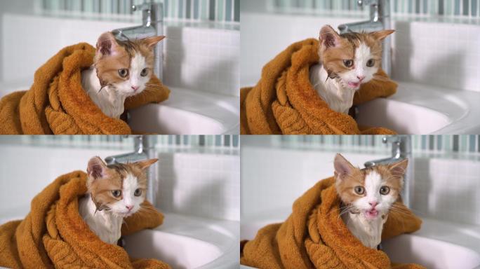 湿漉漉的猫猫咪洗澡洗手池