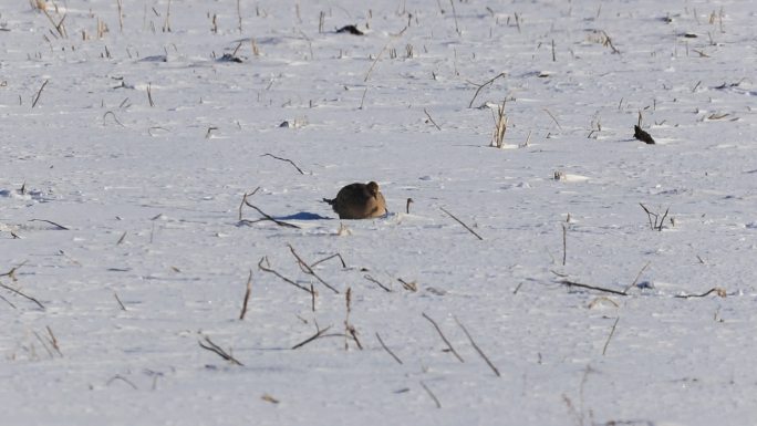 雪地里觅食的小野鸡