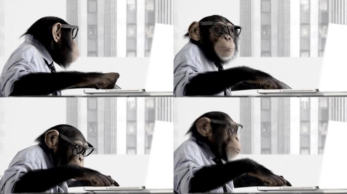 猴子商务办公室猿猴动物社会工作