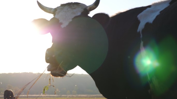 黑牛嚼着草农场畜牧业天然有机牲畜牲口