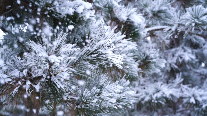 【升格】5条雪中赤松飘雪慢镜头特写素材