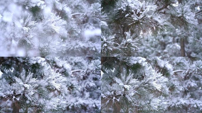 【升格】5条雪中赤松飘雪慢镜头特写素材
