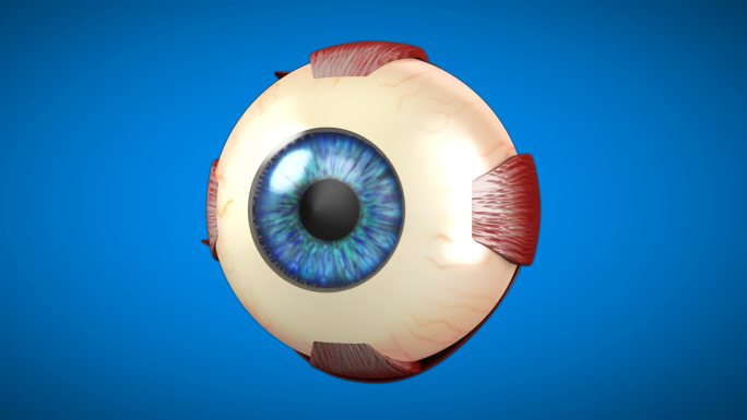 眼睛的4K三维解剖模型
