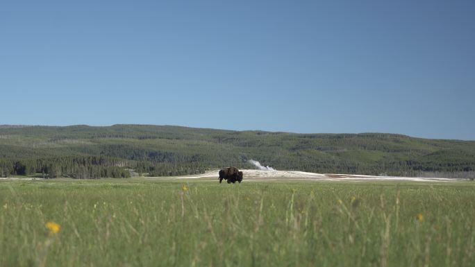 一只水牛在一大片田野里