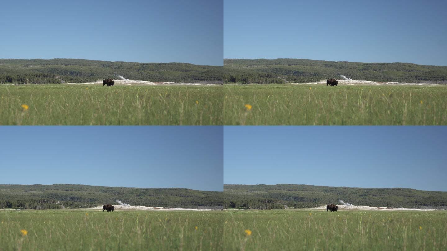 一只水牛在一大片田野里