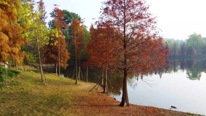 四川德阳东湖山公园水杉红树林红叶风景航拍