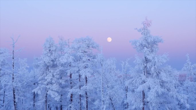 大兴安岭森林冬天雪景月升