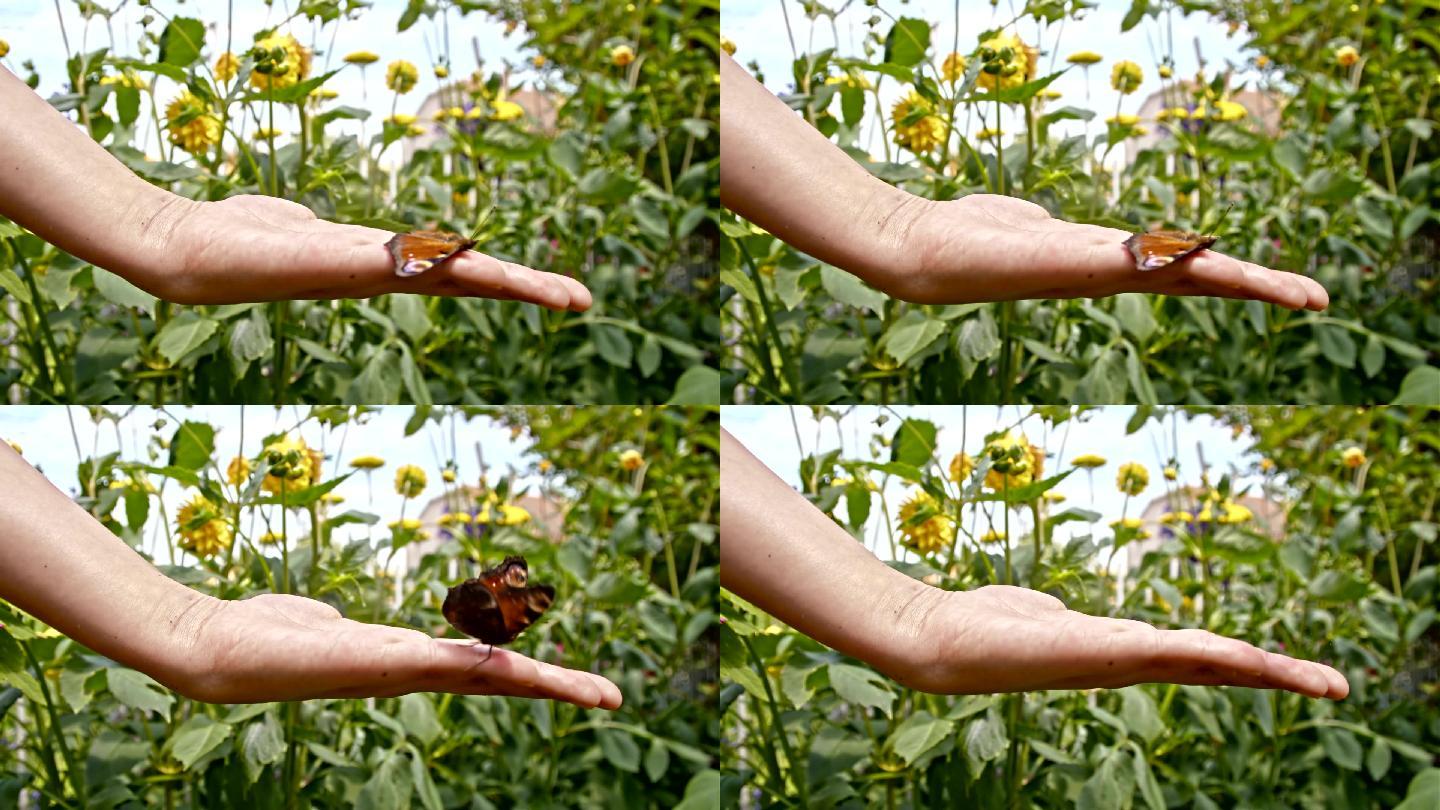 花园里一只蝴蝶从手上飞走