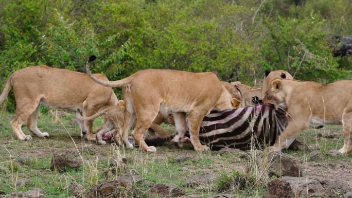 狮子吃斑马大自然弱肉强食狮子吃马
