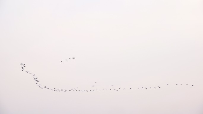 鸟类迁徙天空-自由环境保护鸟群-生物