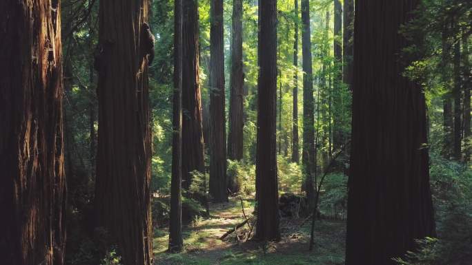 加州红木森林唯美阳光森林树叶逆光竹林柳树