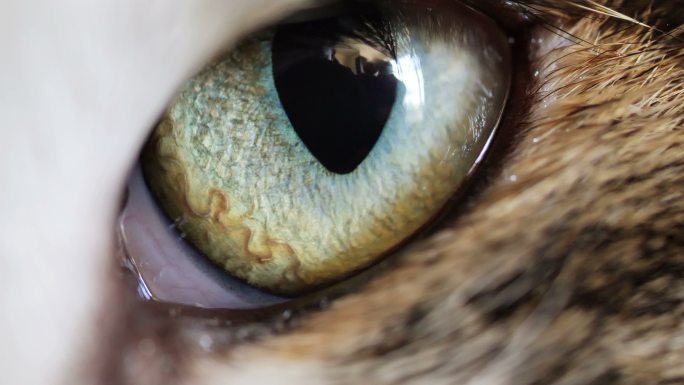 猫眼特写猫眼睛特写瞳孔猫咪