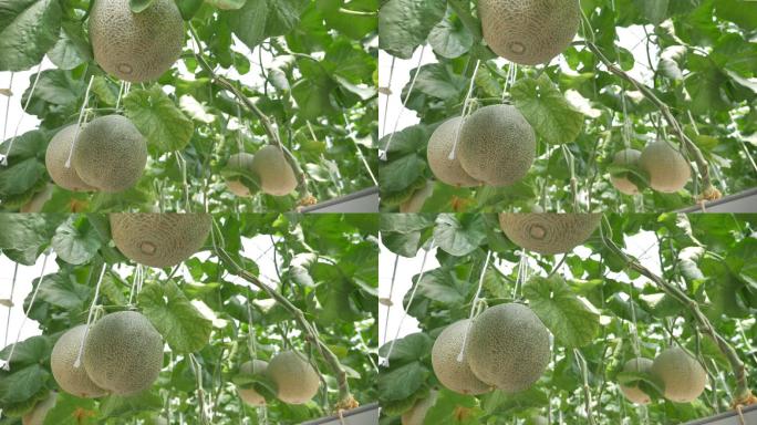 温室里的水果科学种植无土栽培瓜果产量
