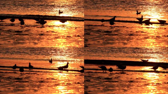 清晨沙滩上觅食的海鸥