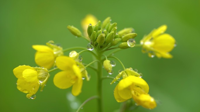 油菜花田园风光