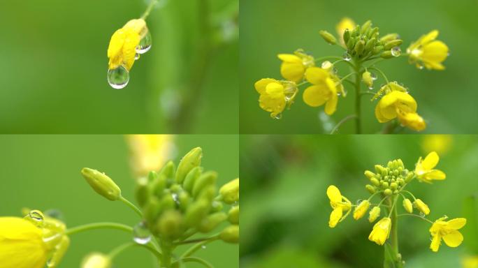 油菜花田园风光