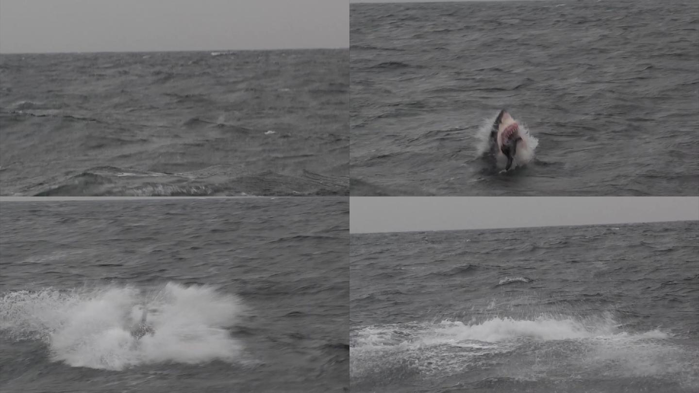 鲨鱼捕食海豹视频素材
