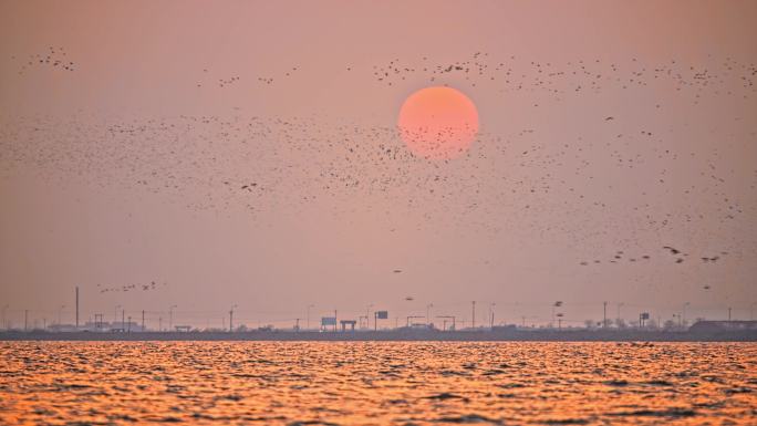 黄昏夕阳飞过的鸟群，波光粼粼湖面候鸟迁徙