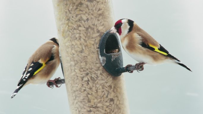 冬天两只金雀在鸟食器上