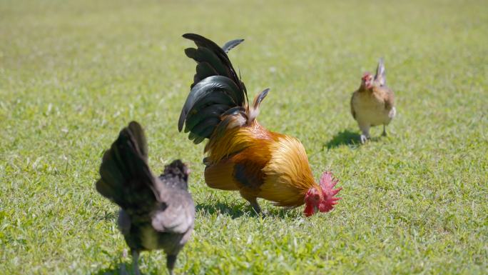 鸡群在绿色的草地上吃草。